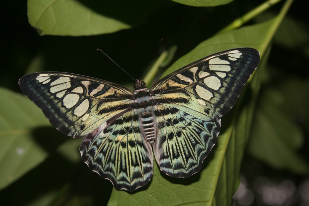 Parthenos sylvia Moore, 1877